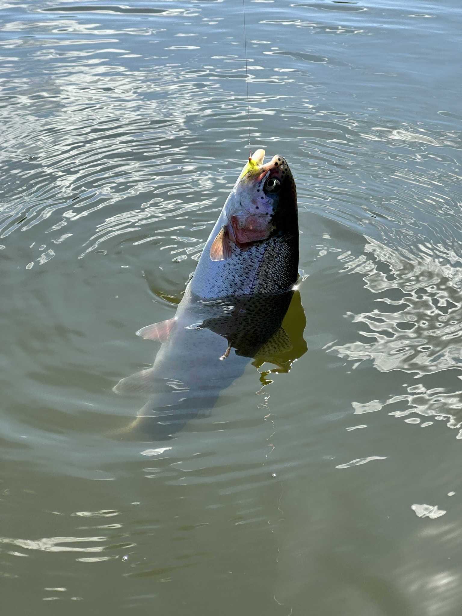 Trout 05
