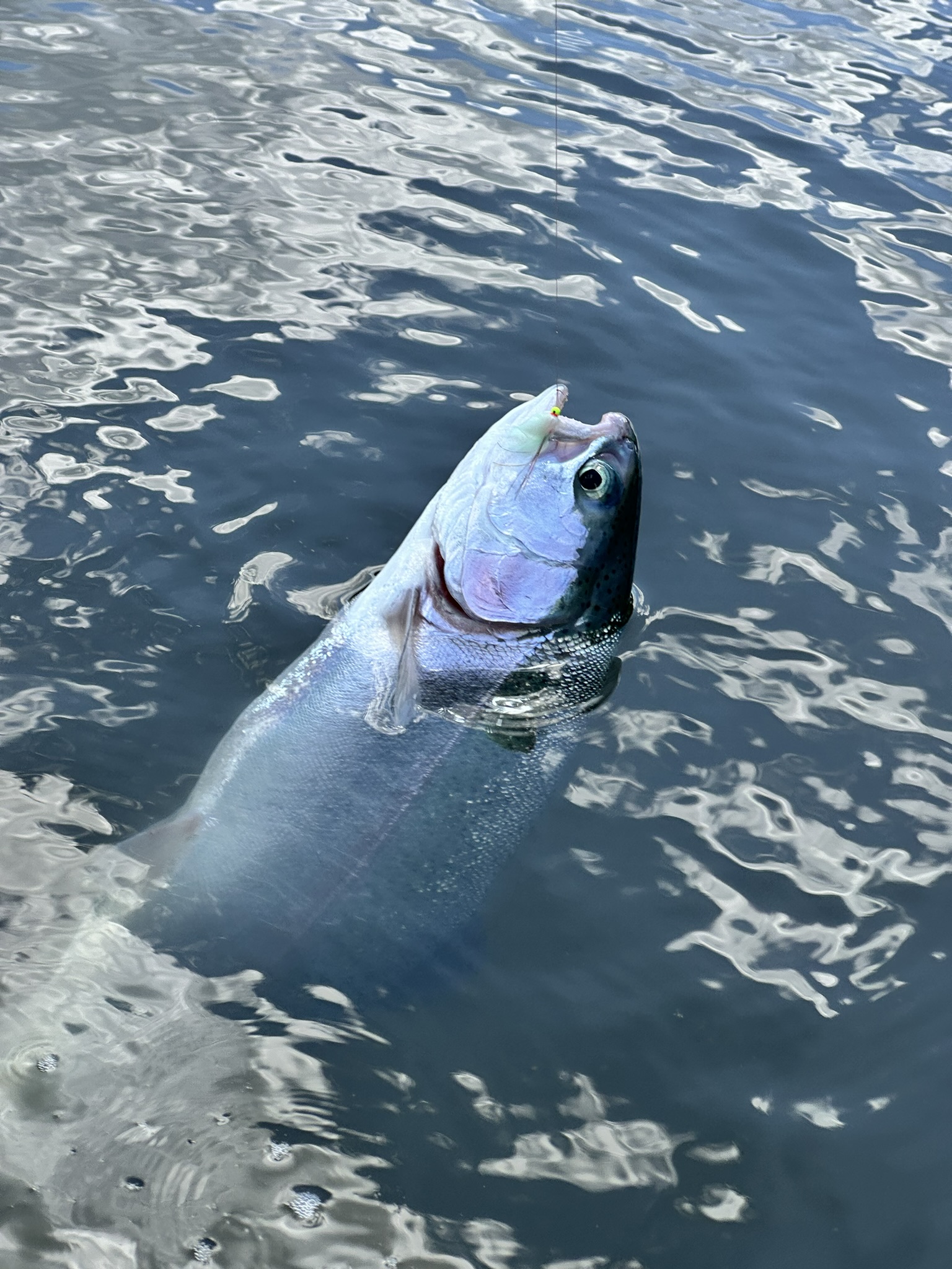 Trout 06