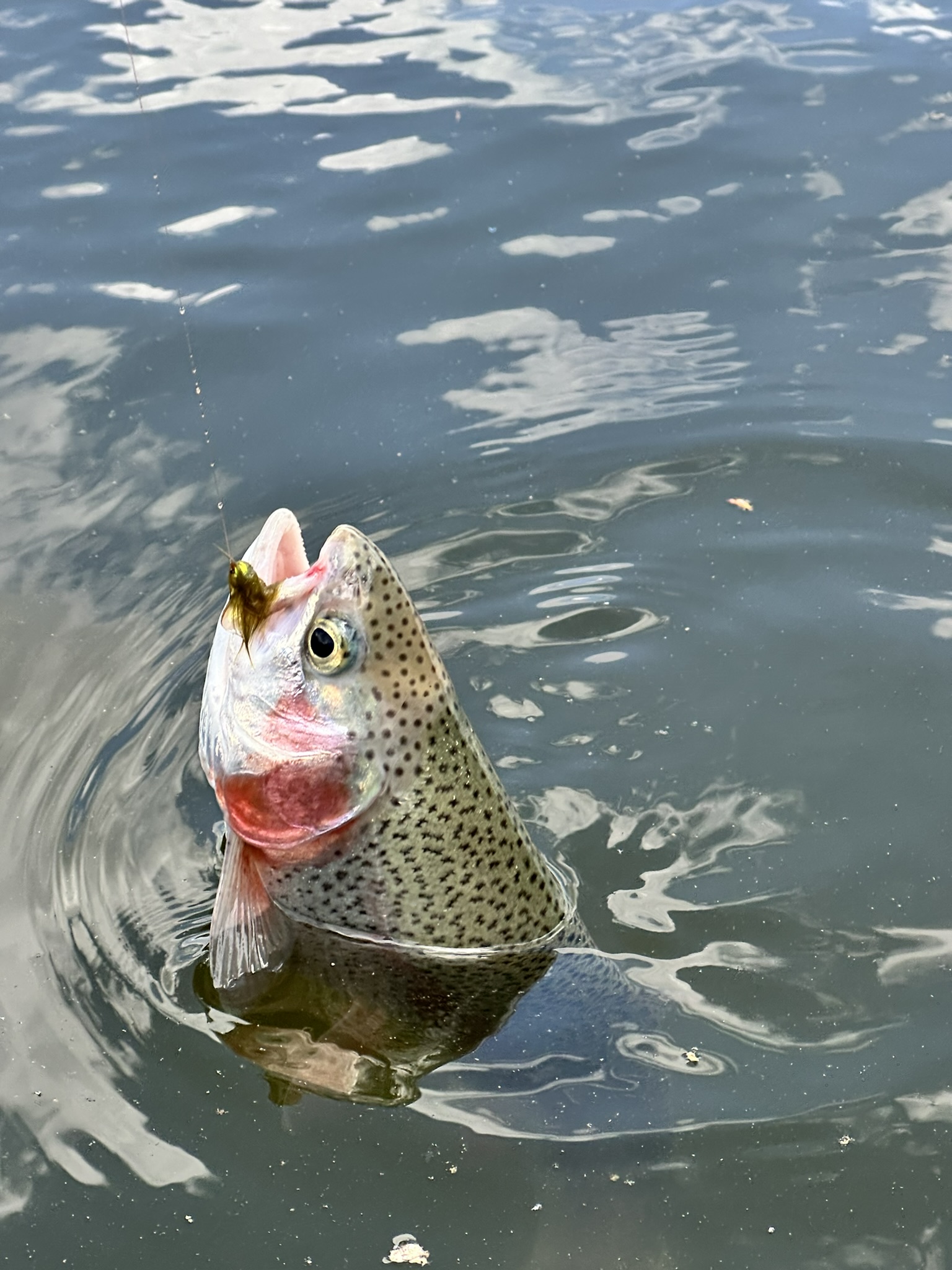 Trout 07