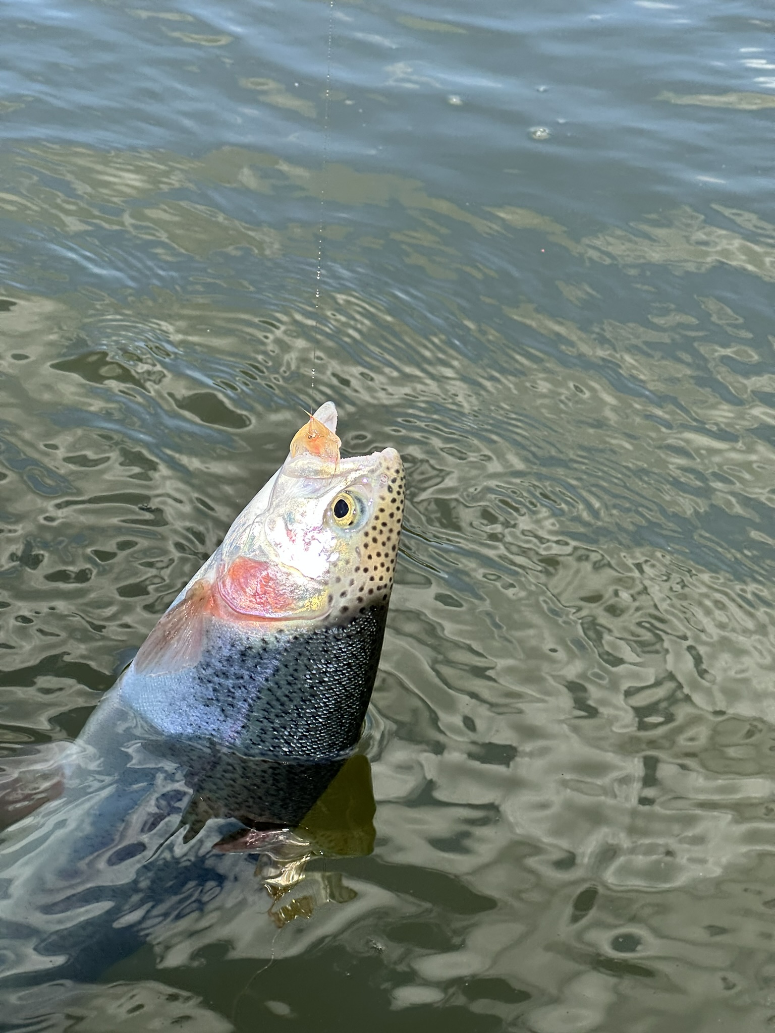Trout 08