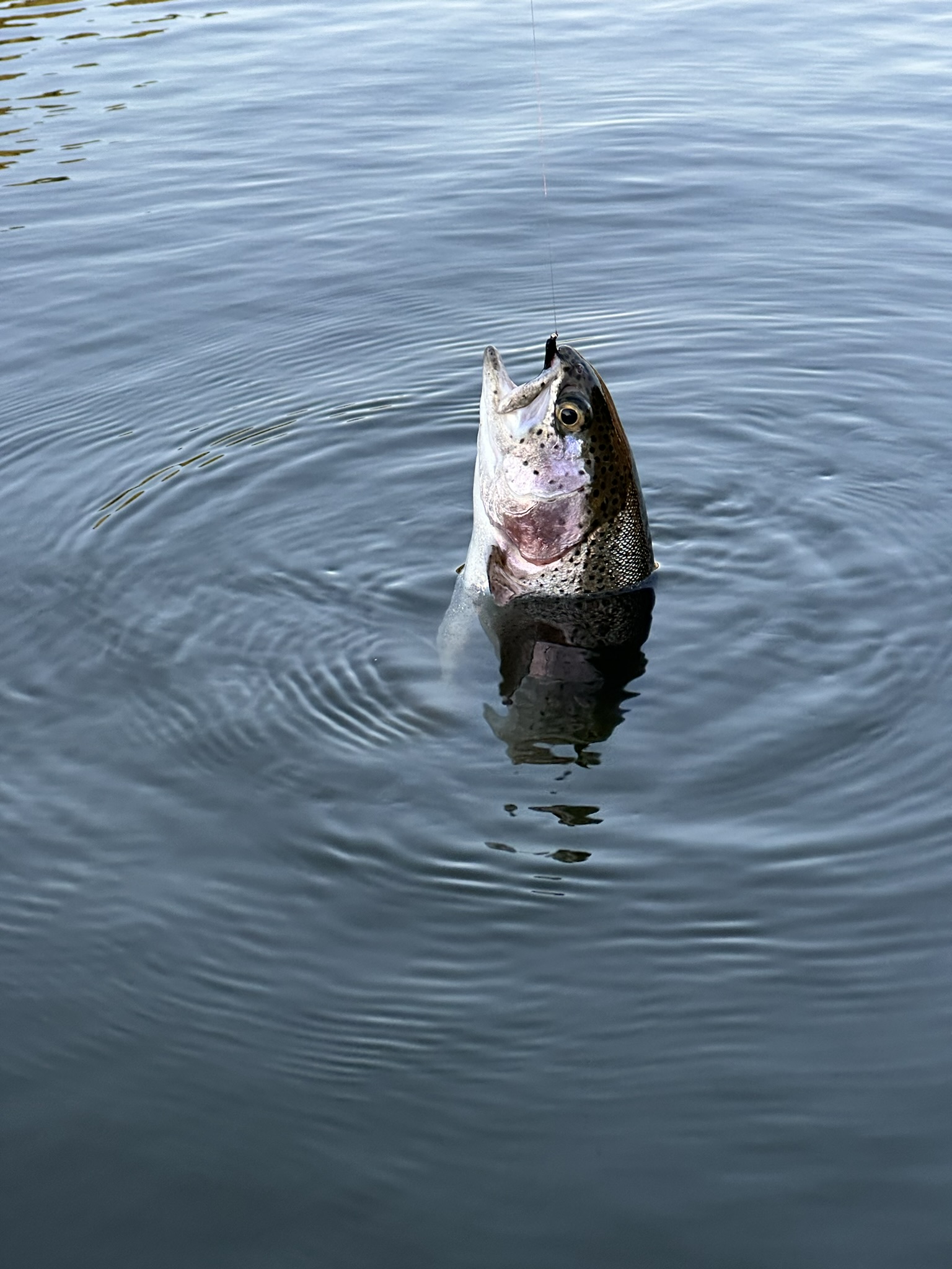 Trout 09