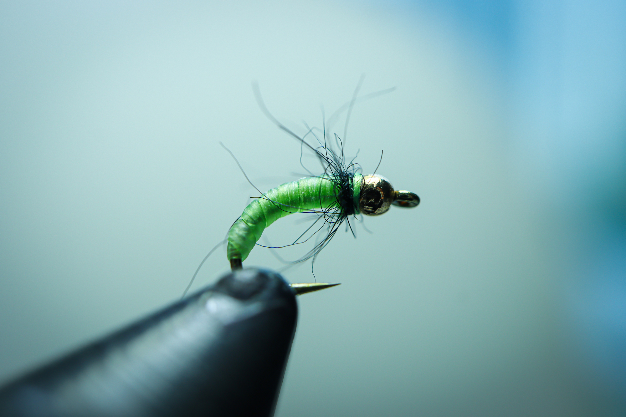 그린 퓨파 (Green Pupa) #20