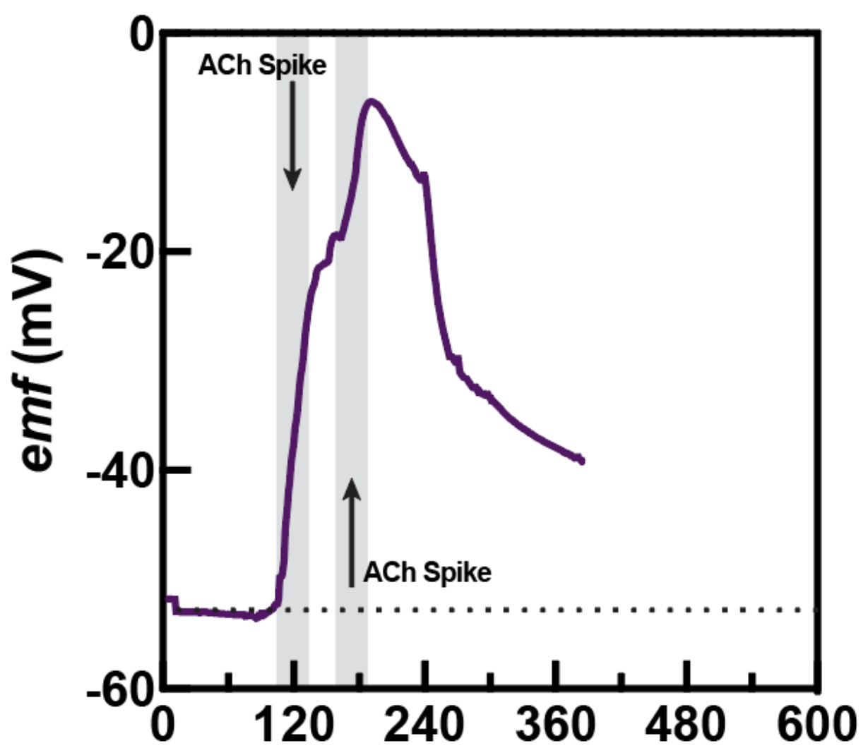 emf trace showing a rapid rise after acetylcholine chloride injection into rat brain tissue, followed by decay as acetylcholinesterase degrades the ACh