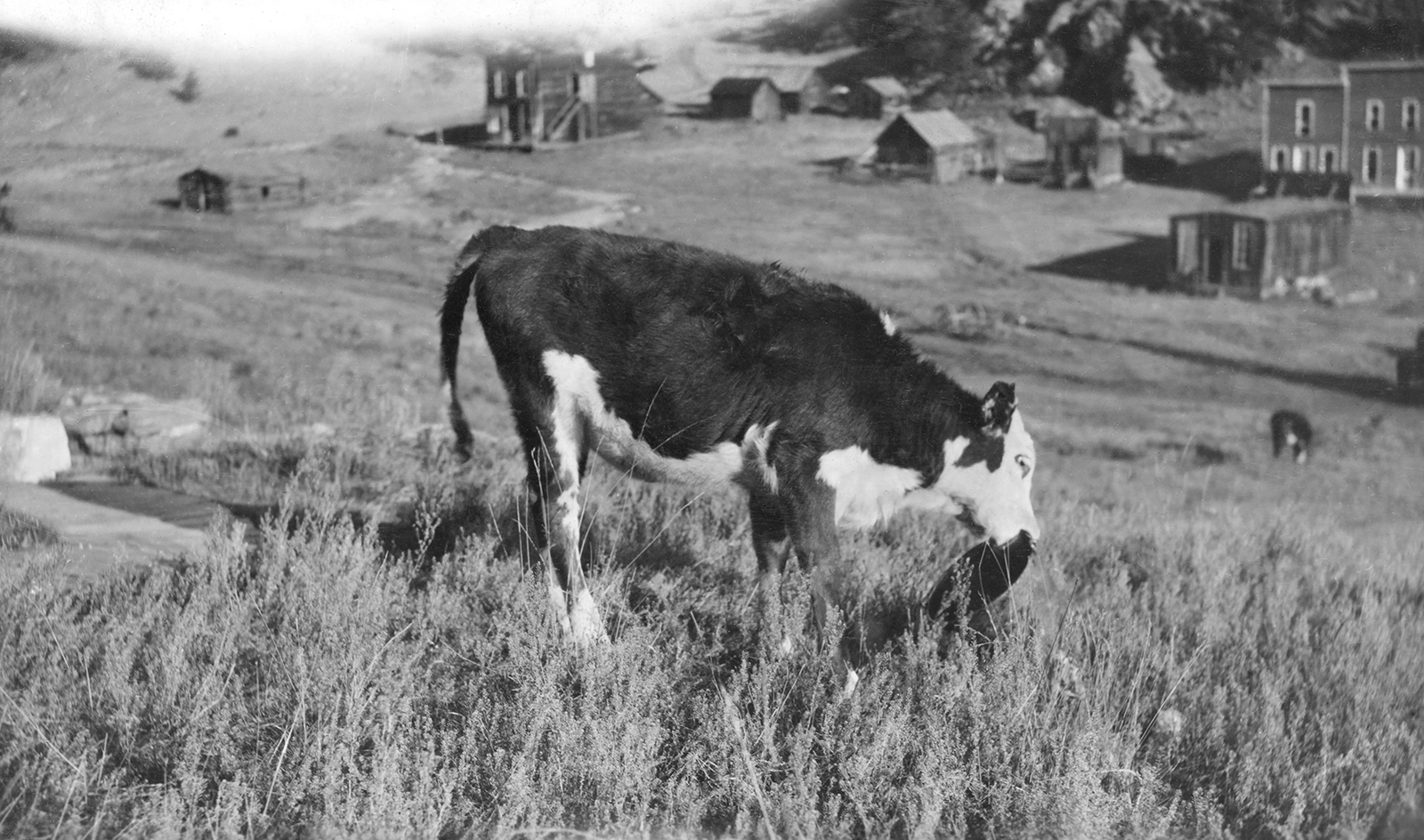 Learning How To Ranch · From Gold to Hay: Ranching in Park County ...