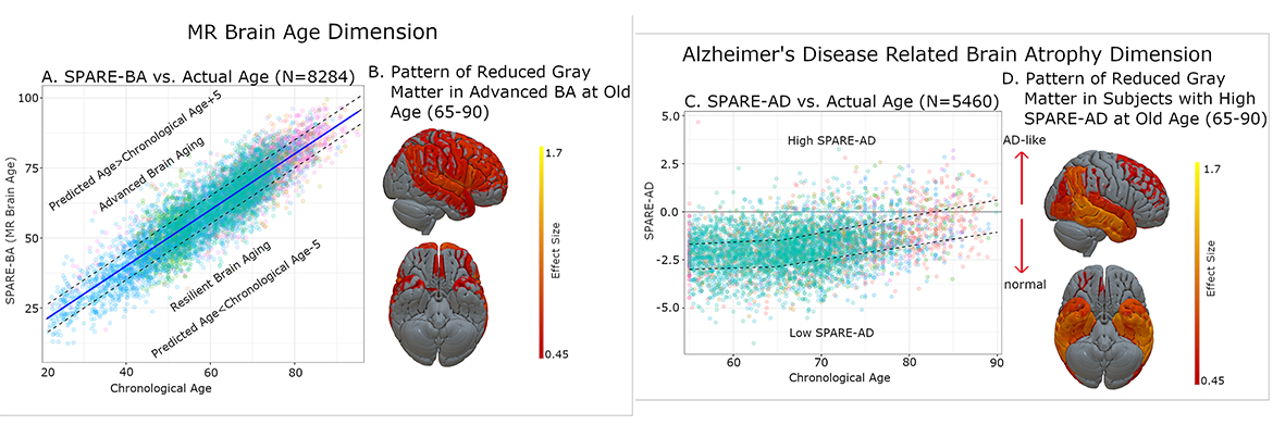 SPARE-AD and SPARE-Age indices