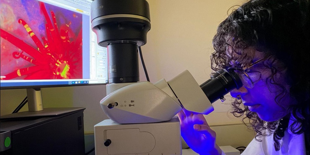 Hannan Shabaan looking through a fluorescence microscope next to a monitor showing a sea anemone