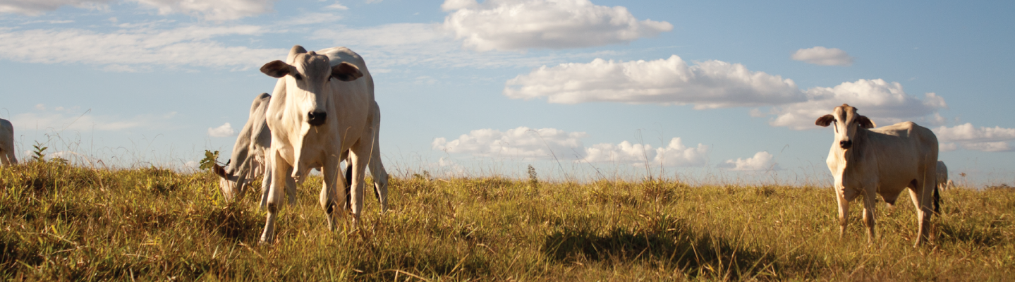 Cattle grazing grass on the Cerrado in rural Mato Grosso, Brazil.