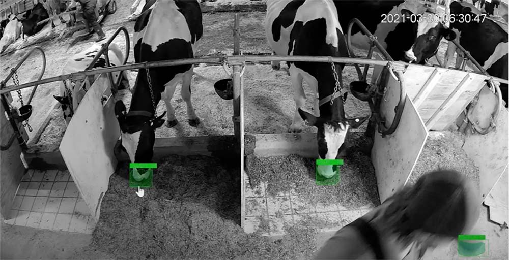 Cows Feeding with machine Learning overlay