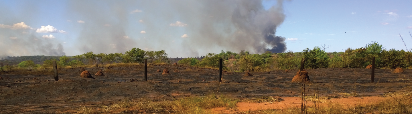 Smoke rising over recently burned pastures in Alto Boa Vista, Brazil.