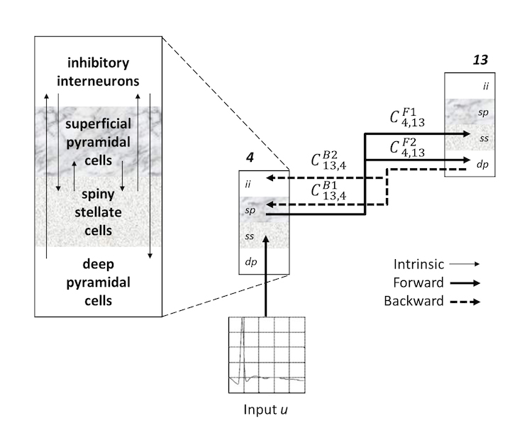 Canonical microcircuit network model