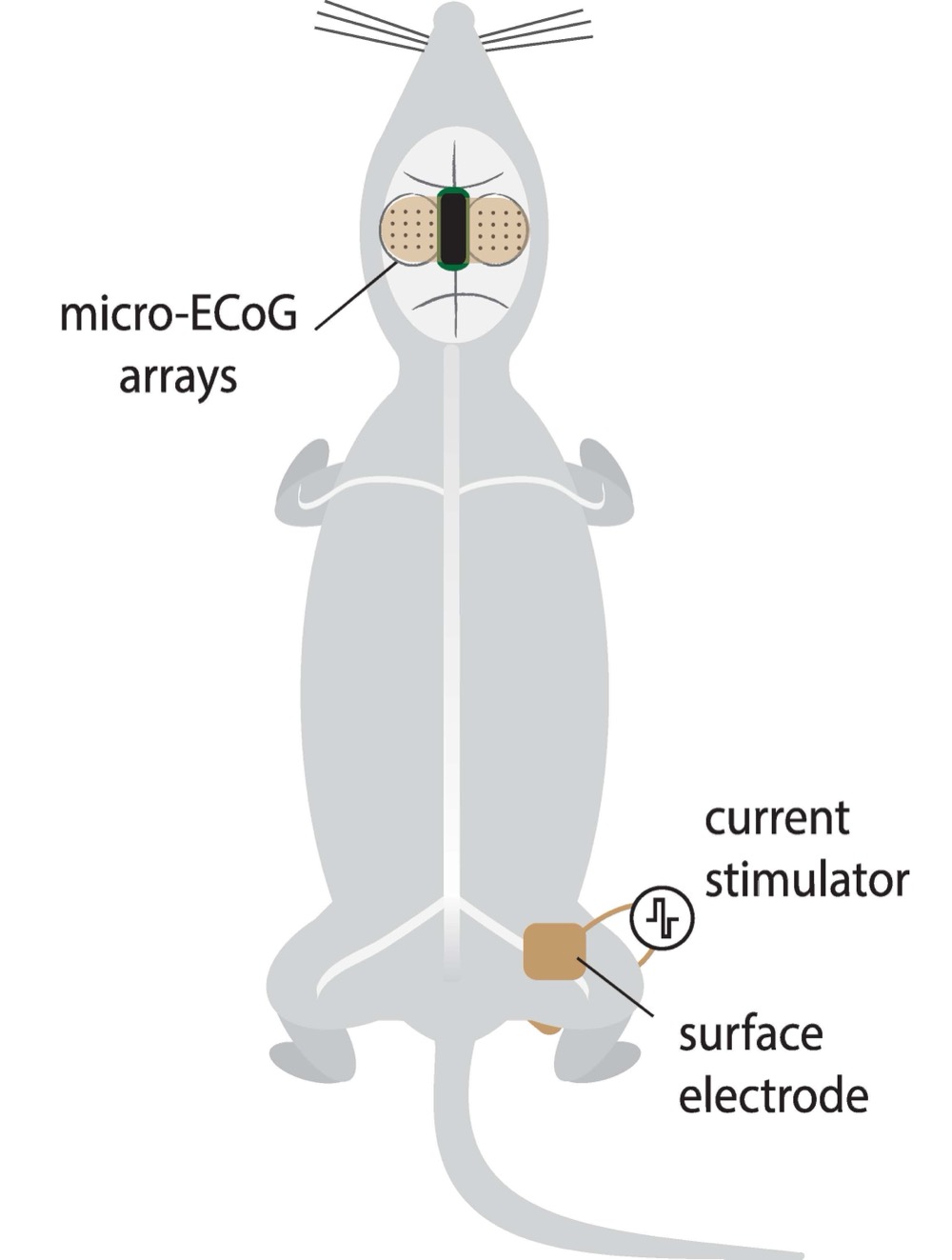 NITRO lab micro-ECoG setup