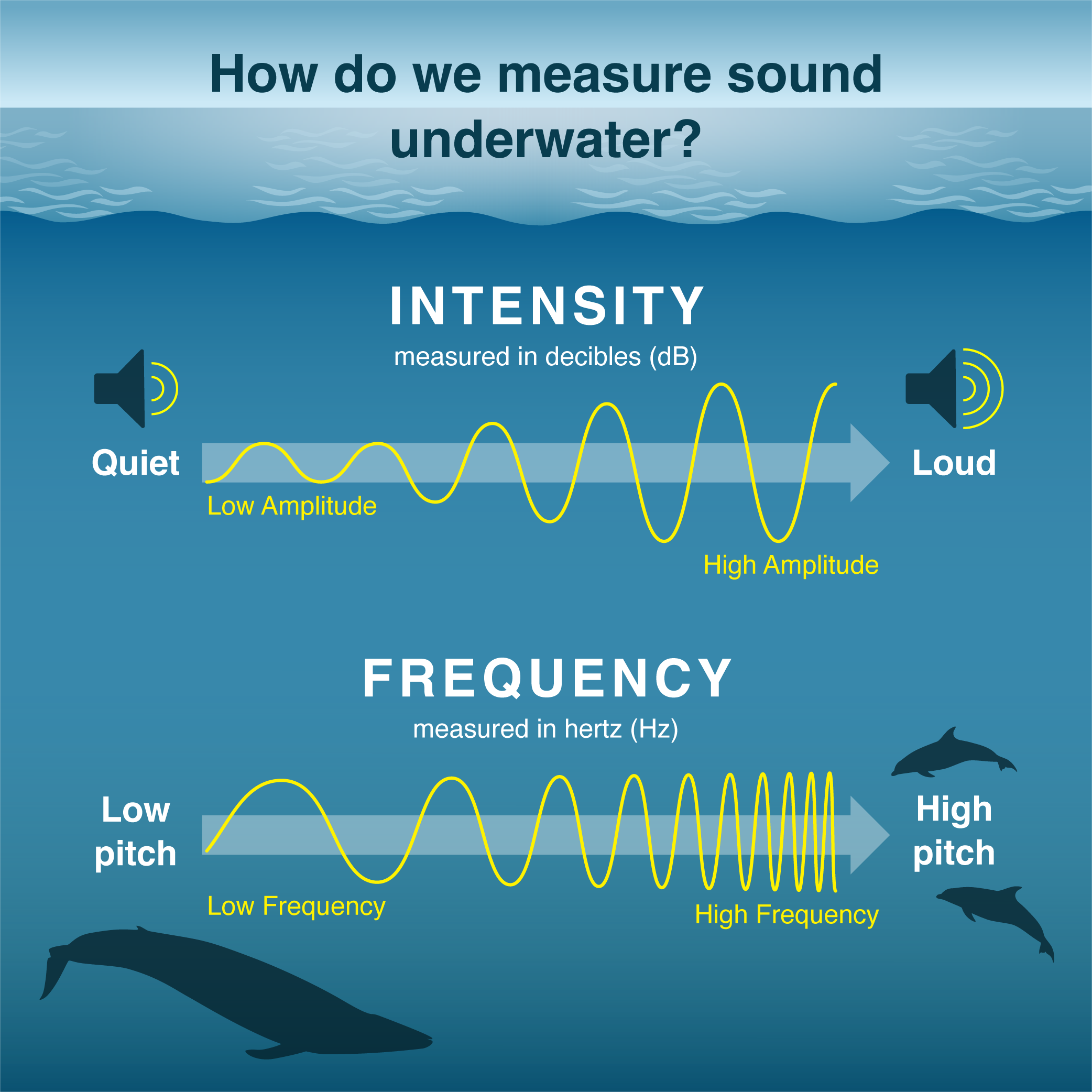 Infographic showing spectrogram cartoons ranging from low to high intensity of sound (amplitude measured in decibels) at different pitches (frequency measured in hertz).