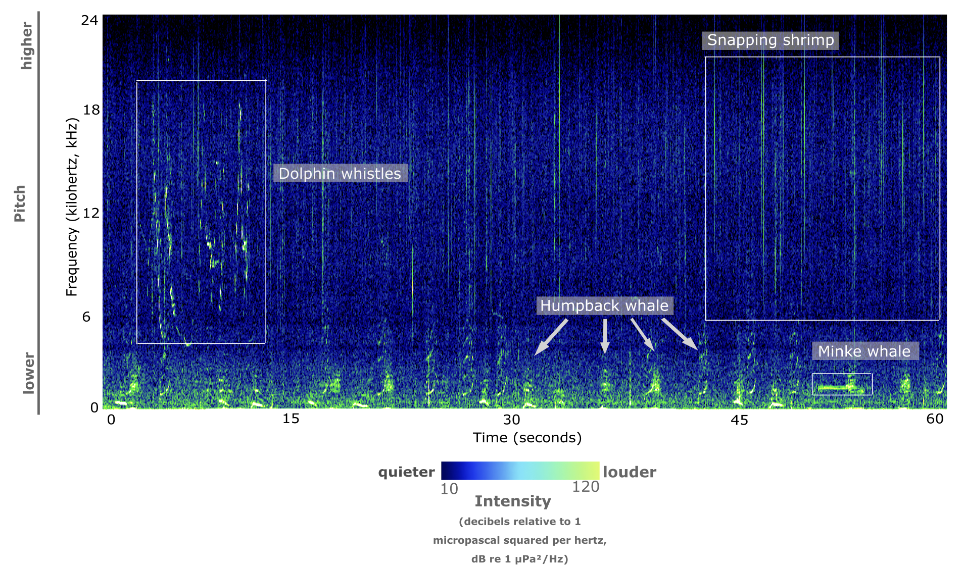 Infographic showing spectrogram that highlights unique calls by species including dolphins, humpback whales, snapping shrimp and minke whale.