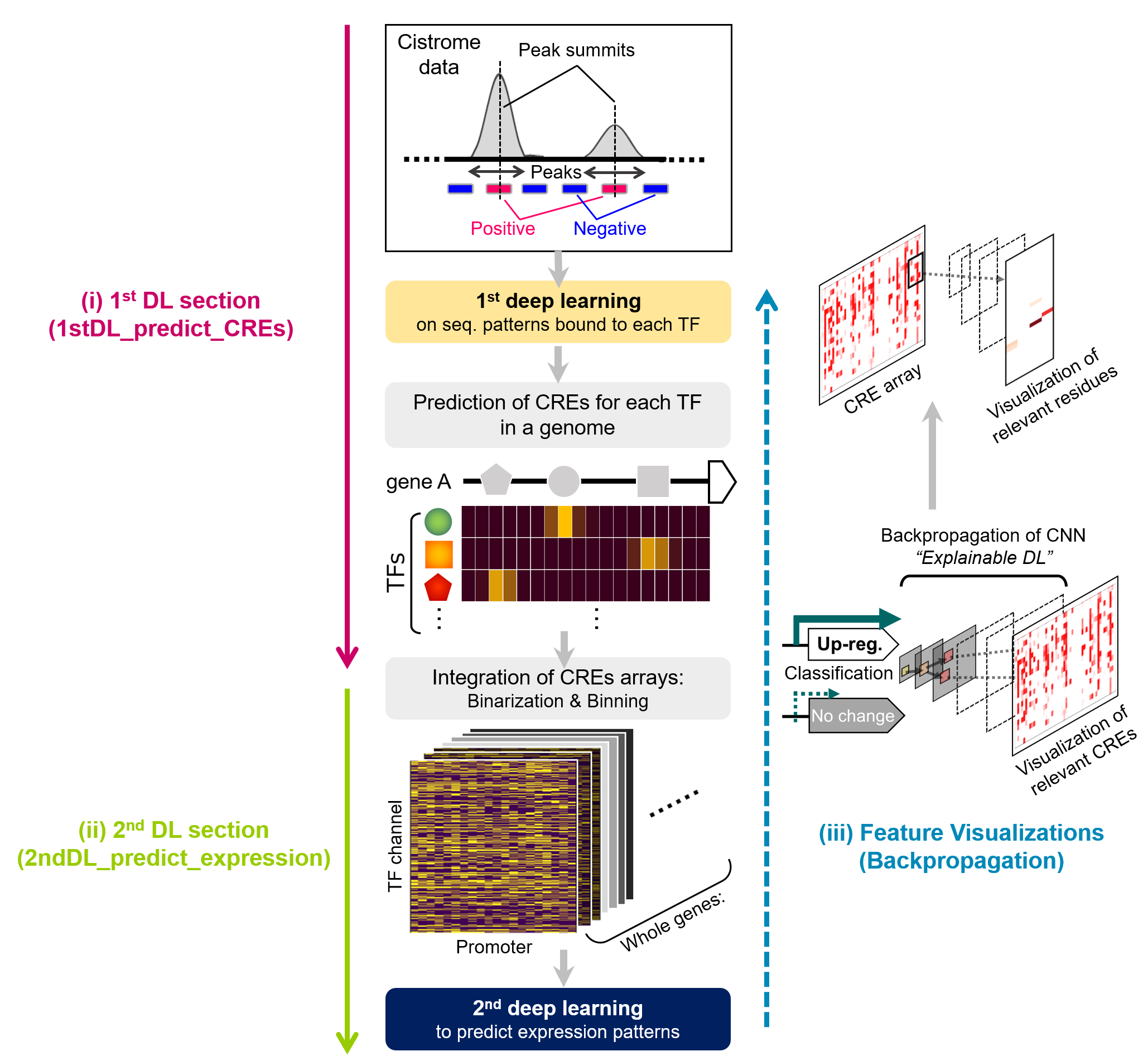 cis-decoding