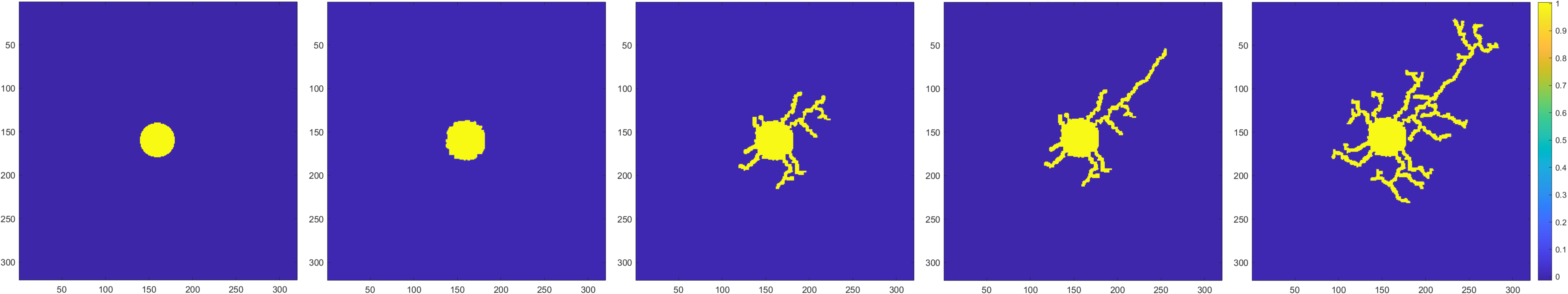 Neuron Growth Stages