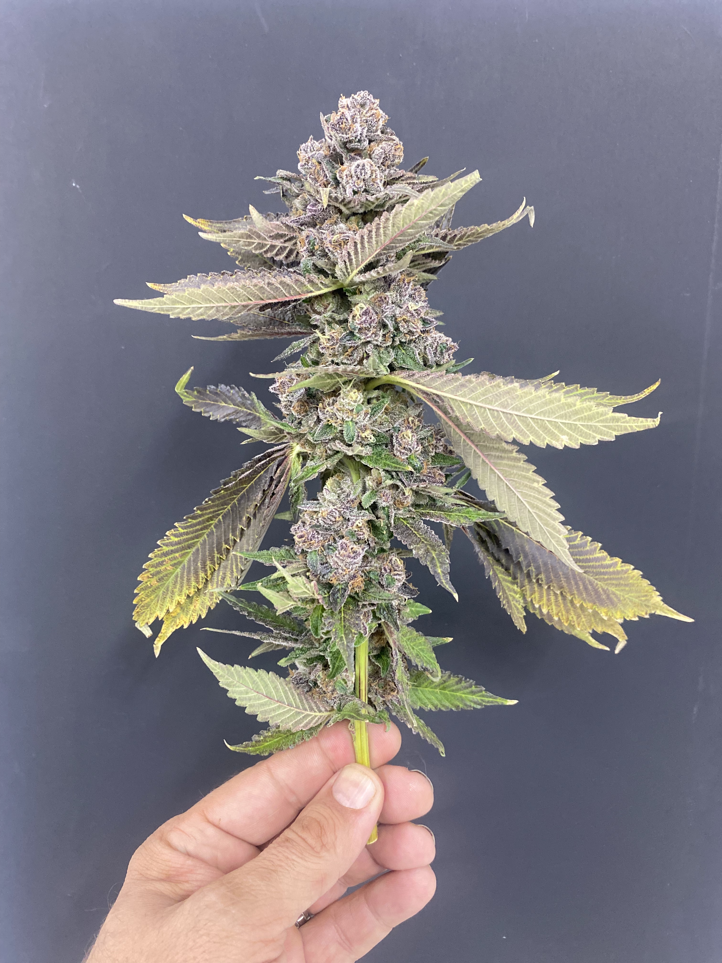 Premium cannabis flower