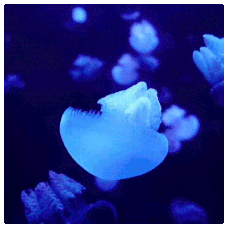 meduza-opt.gif