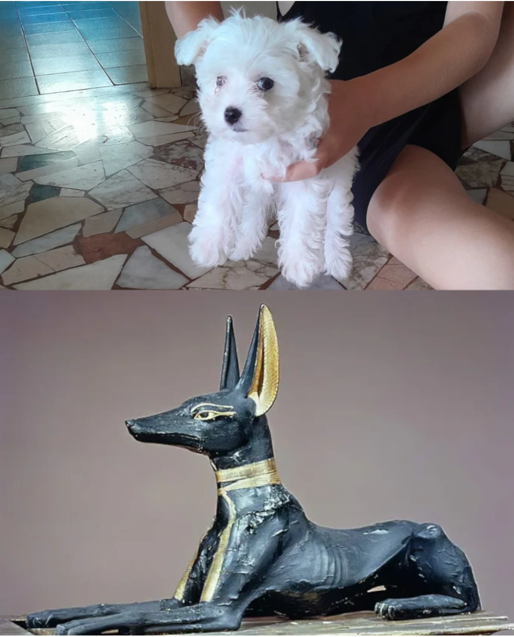 Cerbero