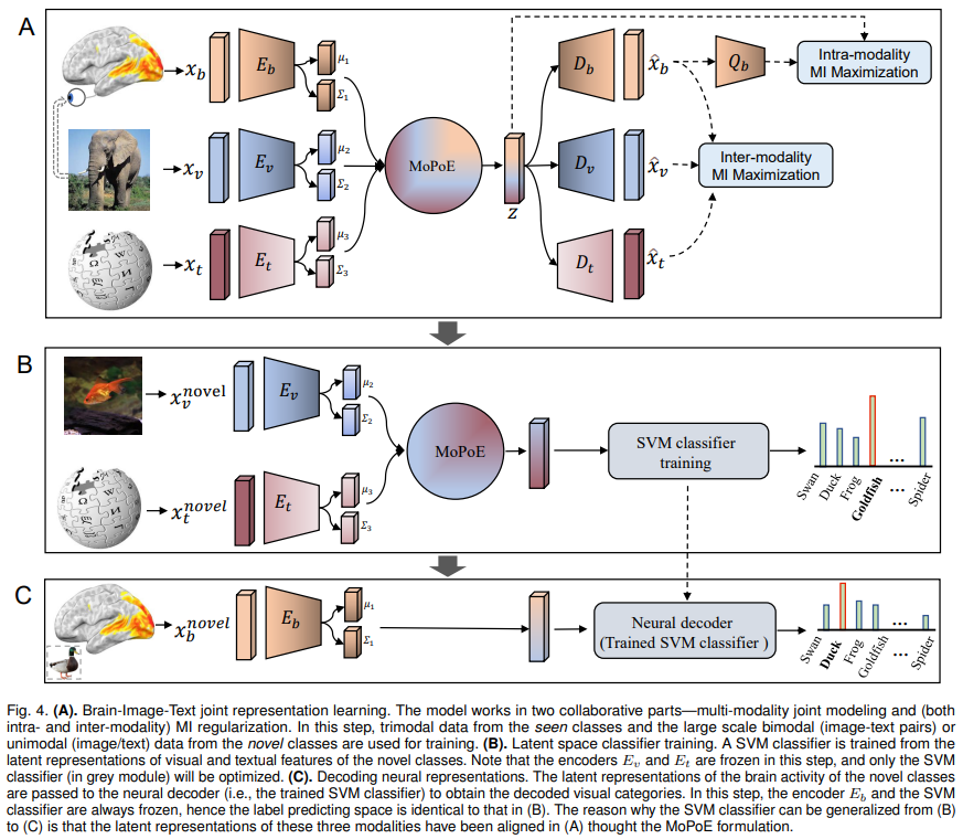 Brain-Image-Text joint representation learning