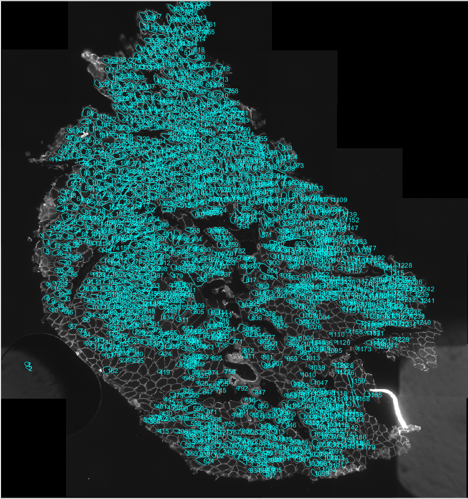 Screenshot section analysis