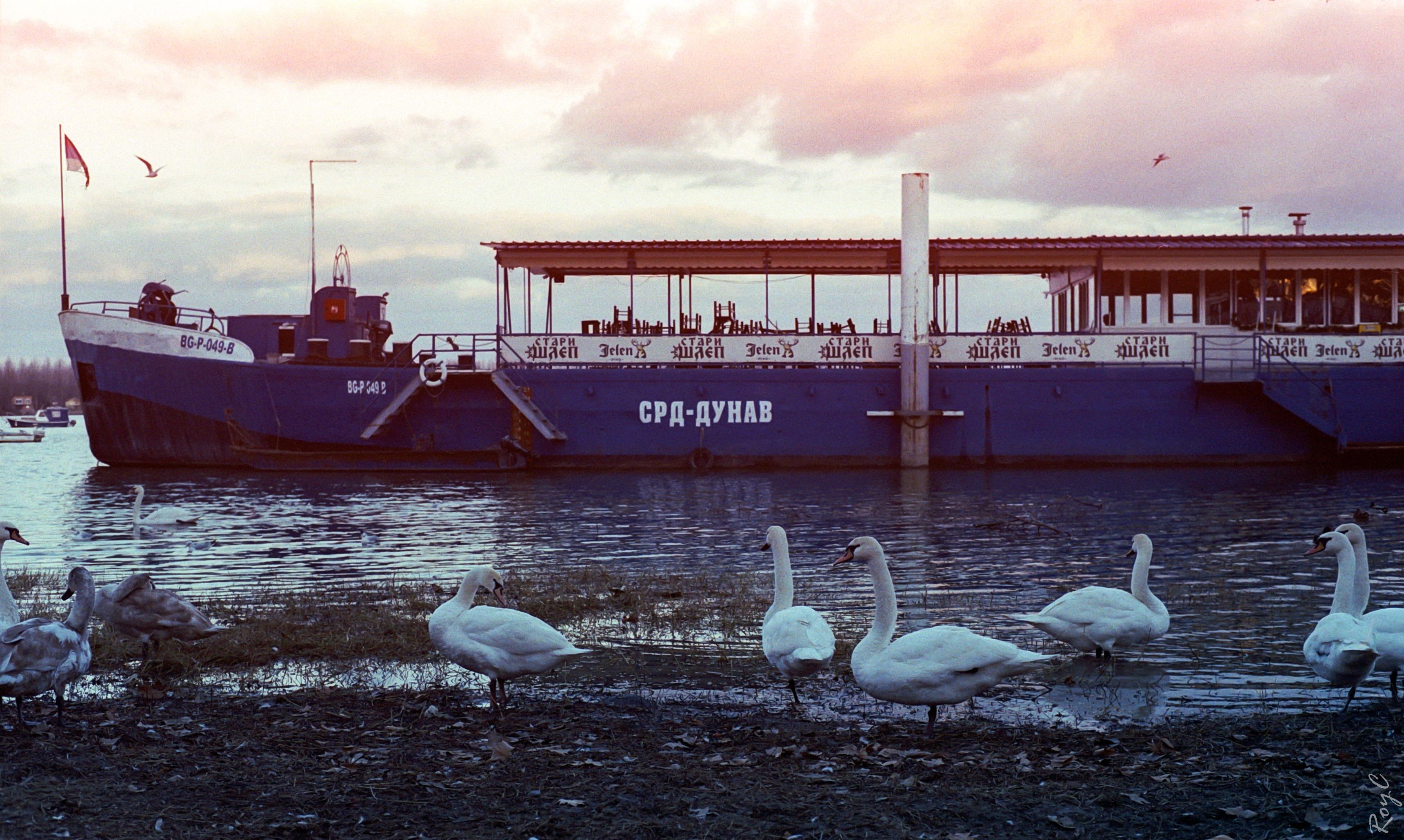 Lastinaautobuska stanica - Zemun 1