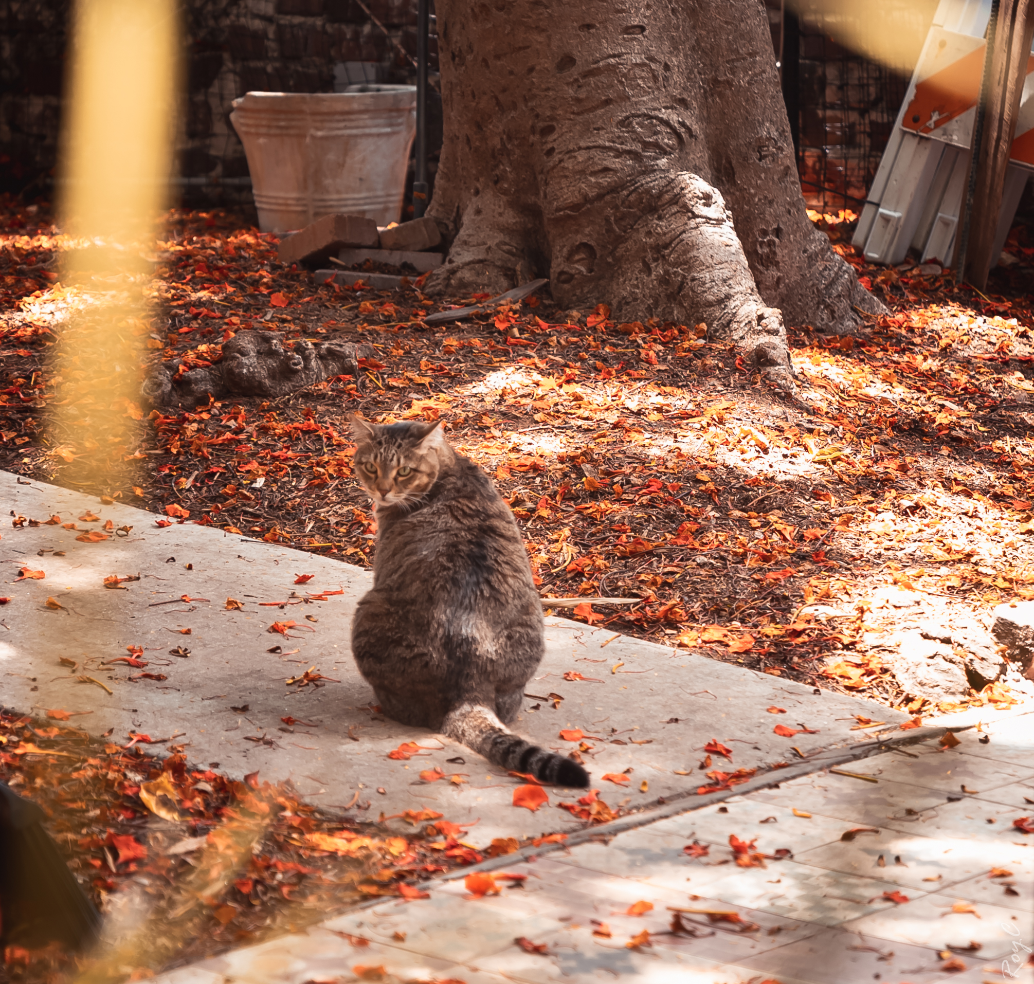 Sharp Cat at Hemingway House