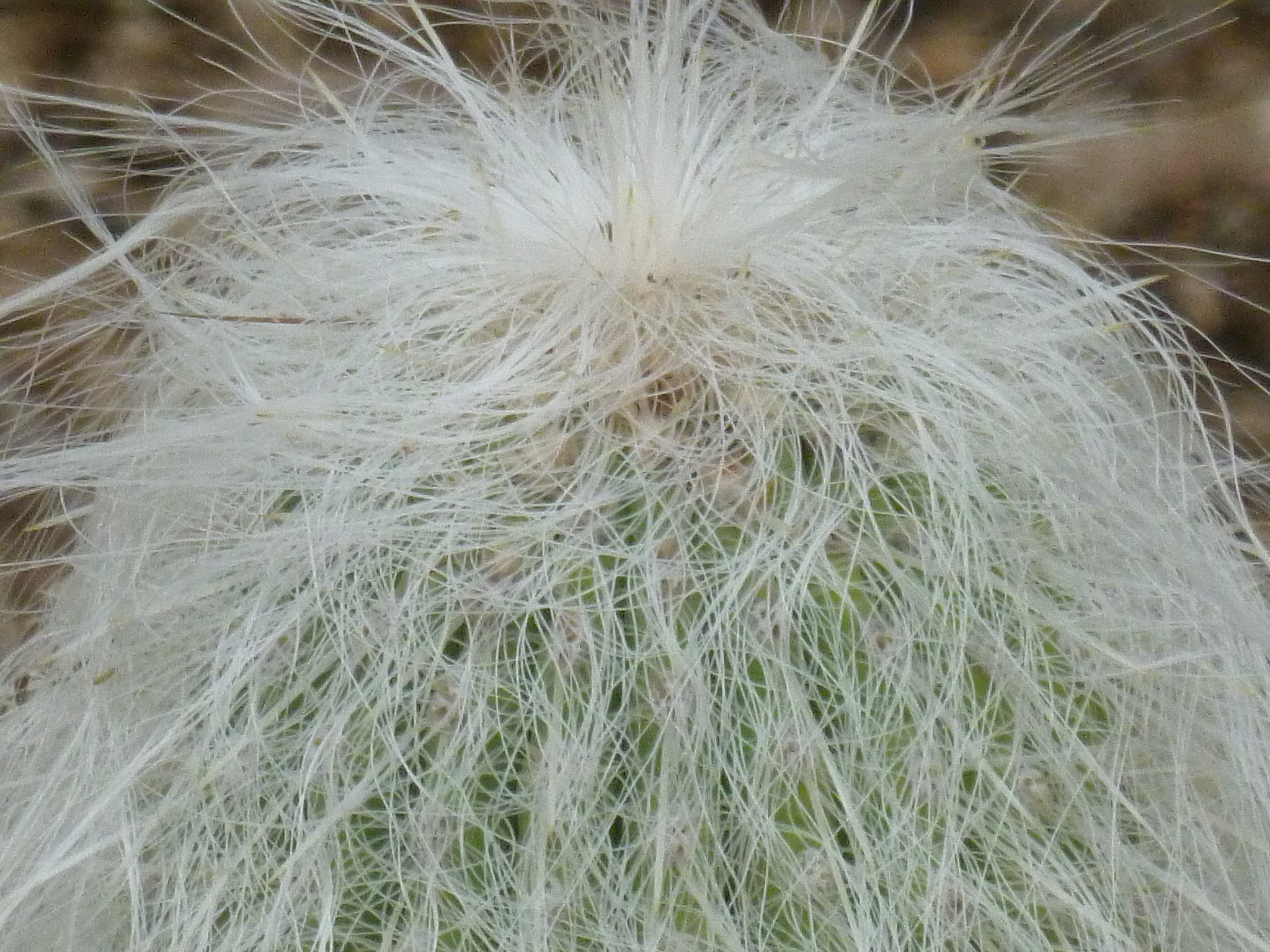 furry cactus