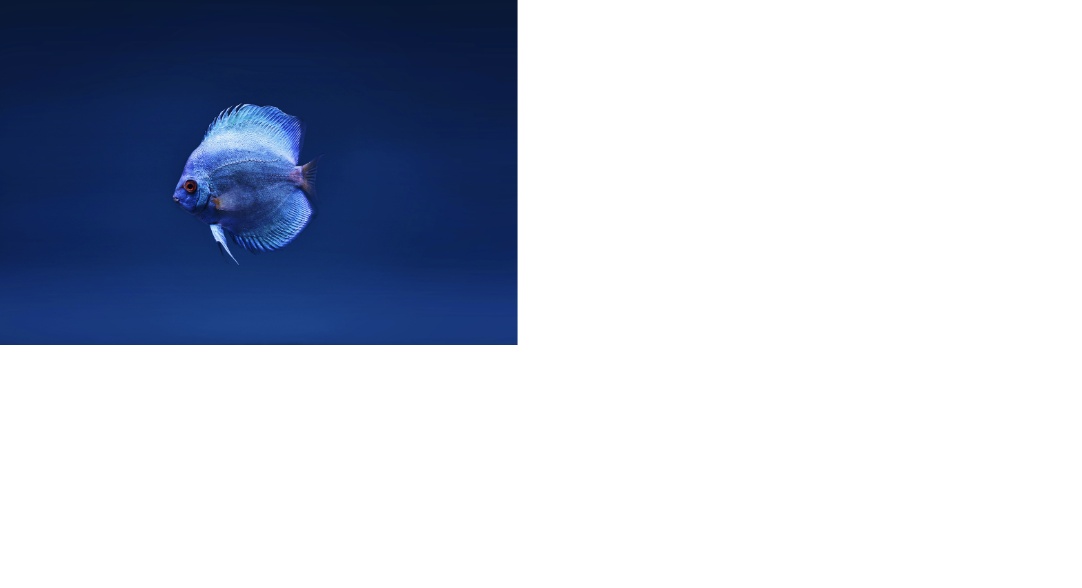 A blue fish image following the above css specifications