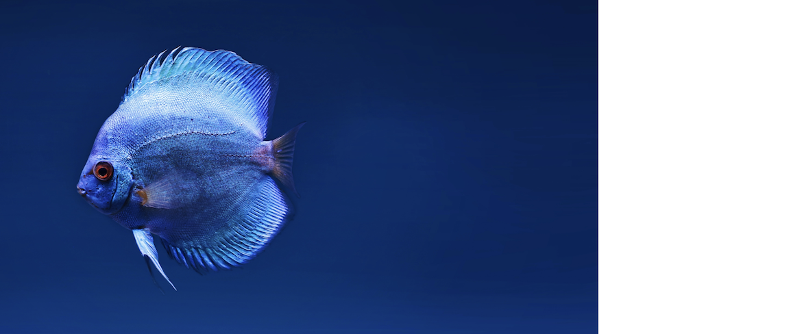 A blue fish image following the above css specifications