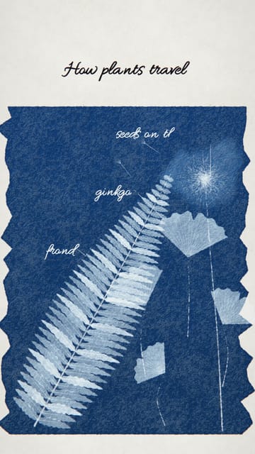 Cyanotype of leaves and seeds