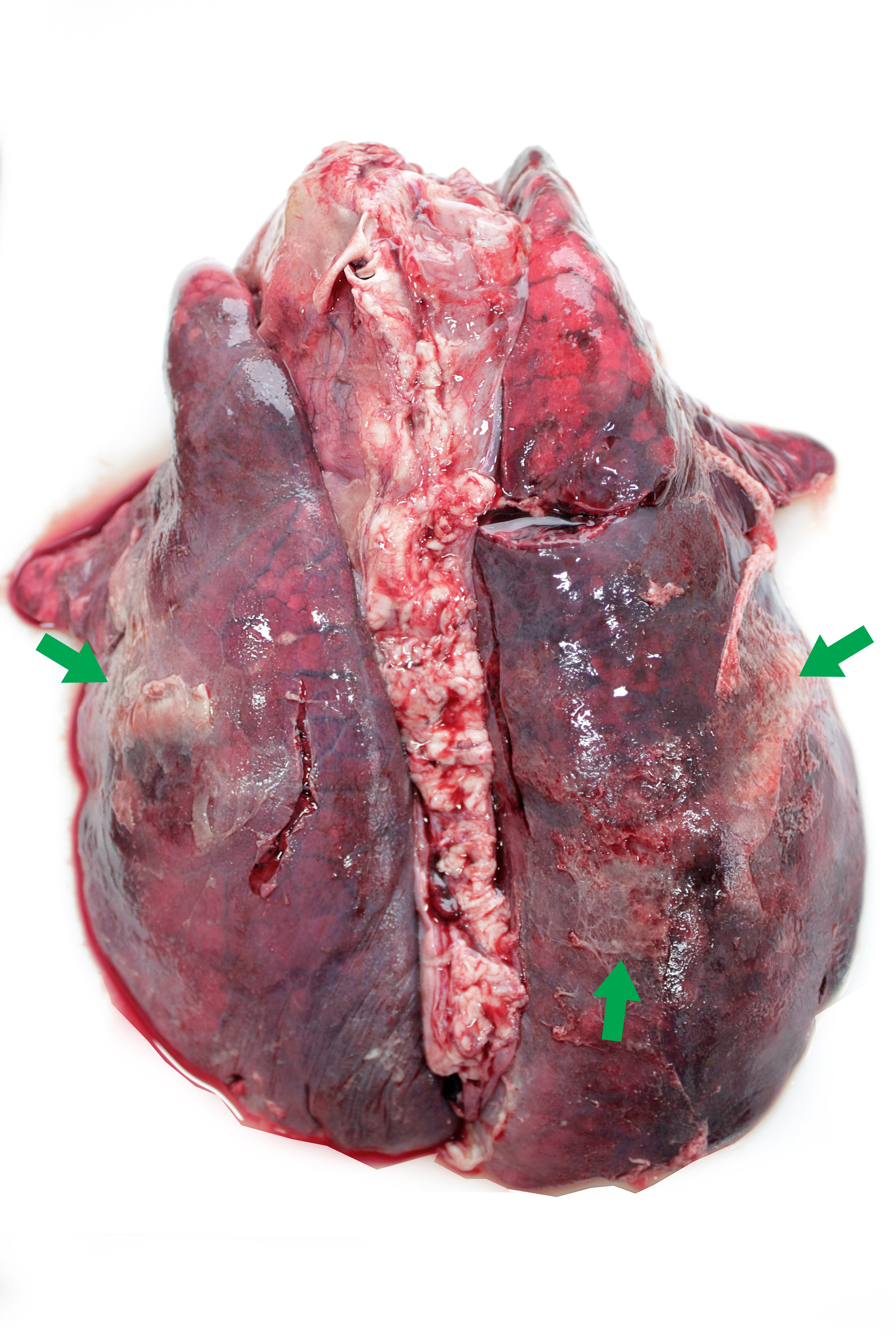 Porcine pleuroneumonia. Fibrinous bronchopneumonia caused by Actinobacillus pleuropneumoniae, characterised by severe pulmonary consolidation and fibrinous exudate on pleural surface (green arrows) mainly affecting the caudal lobes. Photo: Cosme Sánchez-Miguel.