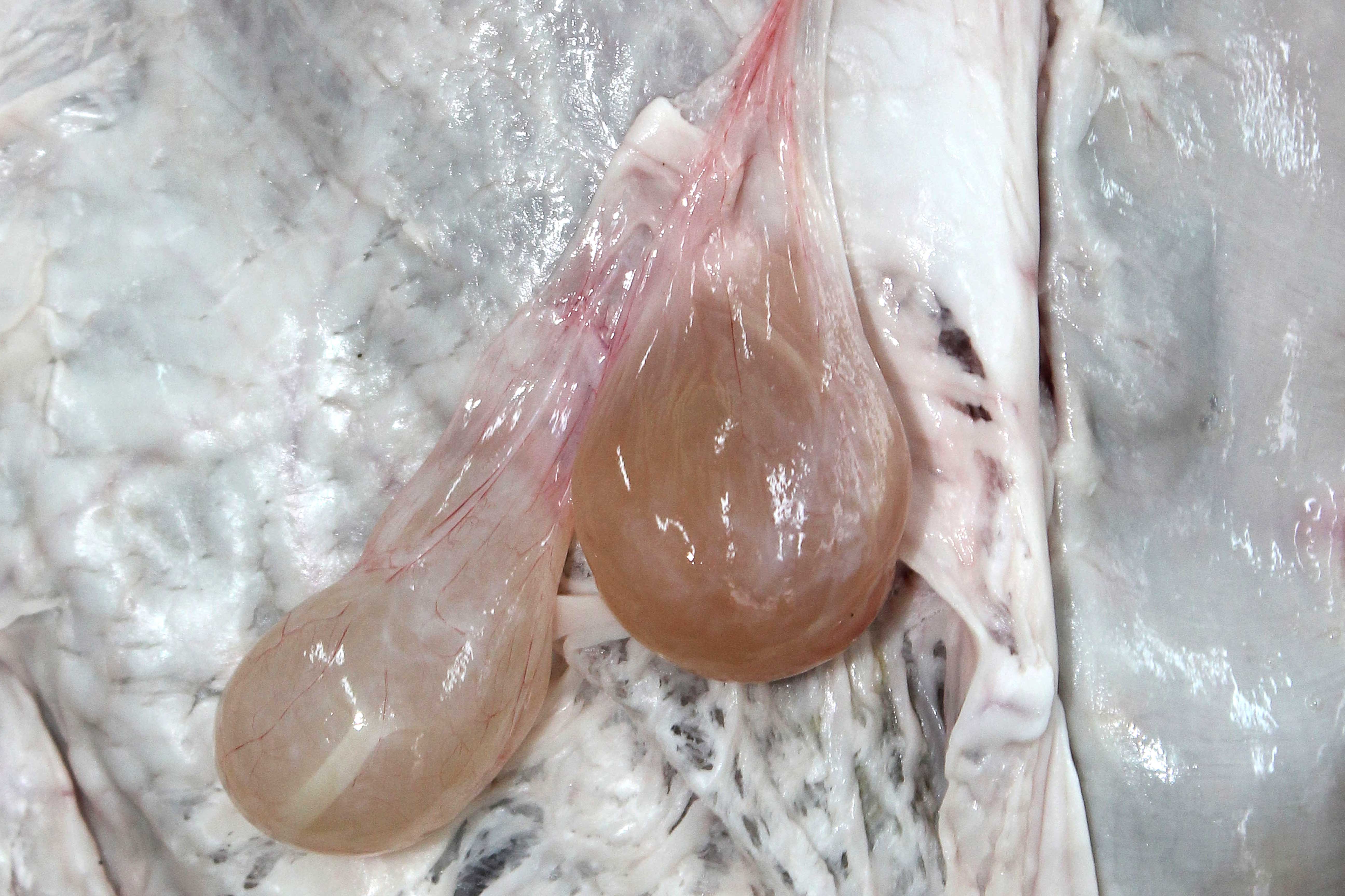 Cysticercus tenuicollis in the peritoneal cavity of a sheep. Photo: Cosme Sánchez-Miguel.