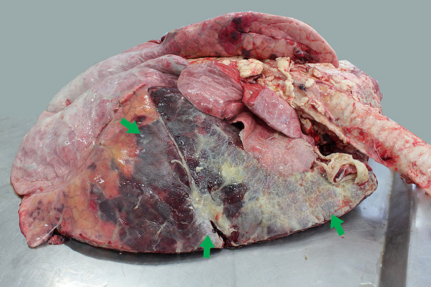 Characteristic cranioventral fibrinous bronchopneumonia (arrows) caused by Mannheimia haemolytica. Photo: Cosme Sánchez-Miguel.