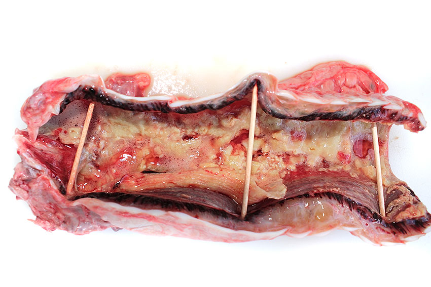 The  trachea (opened) of a bovine with severe suppurative tracheitis caused by Bovine Herpes Virus (IBR-BHV1). Photo: Cosme Sánchez-Miguel.