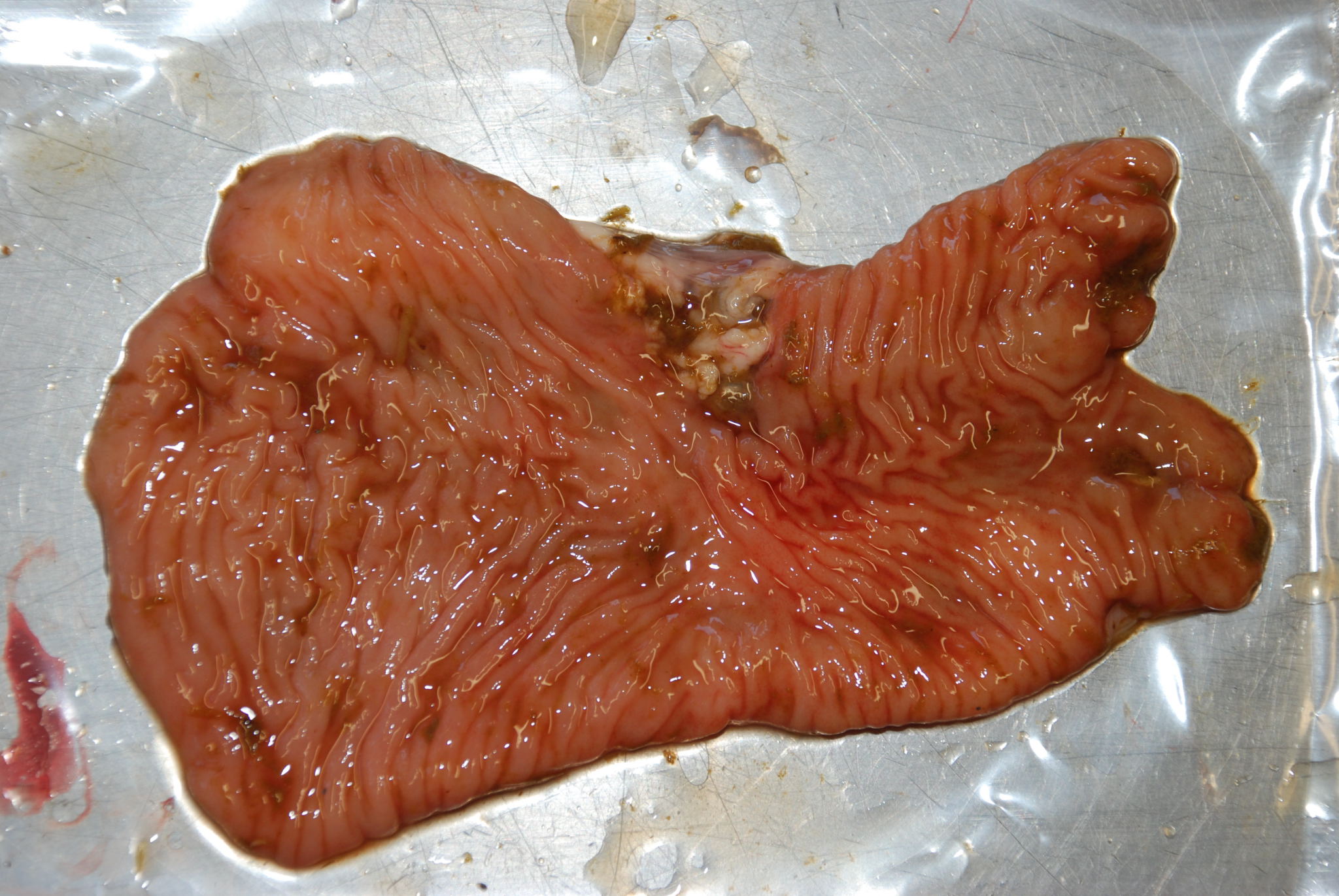 Thickened and wrinkled intestinal mucosa (granulomatous enteritis) in the ileum of a cow with Johne's disease (Mycobacterium avium ssp. paratuberculosis). Photo: Cosme Sánchez-Miguel.