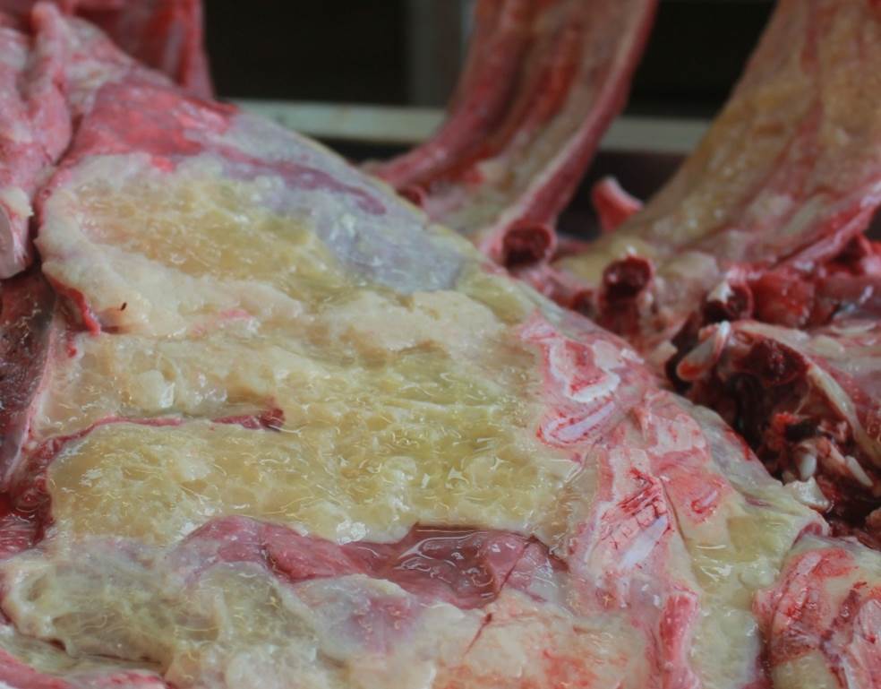 Sheep Lung: Severe diffuse fibrinosuppurative pleuropneumonia. Pasteurella multocida isolated. Photo: Margaret Wilson.