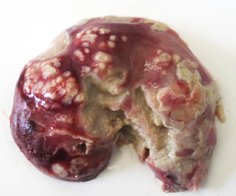 Lamb. White-spotted kidney: miliary 1--2 mm pus-filled white spots on renal cortical surface as a consequence of bacteraemia in a young lamb. Staphylococcus aureus isolated. Photo: Margaret Wilson.