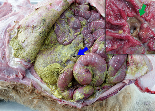 Fibrinous peritonitis. Peritonitis resulting from a perforating abomasal ulcer (inset). Photo: Cosme Sánchez-Miguel.