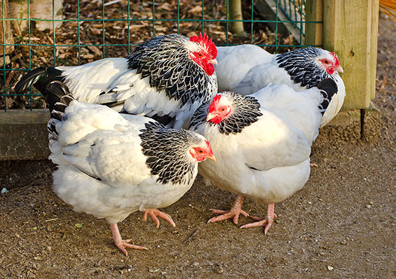 Group of hens. Photo: Cosme Sánchez-Miguel