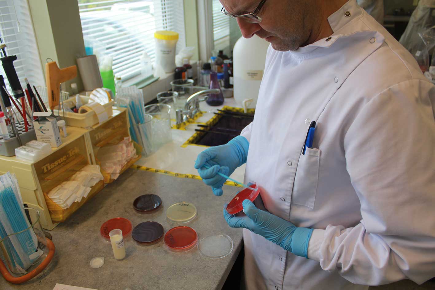 Inoculation of agar plates for culture of a milk sample in Limerick RVL. Photo: Alan Johnson.