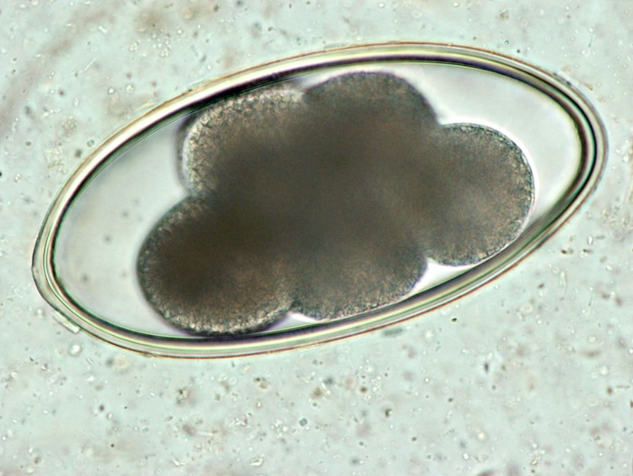 Microphotograph of a Nematodirus egg. Photo: Cosme Sánchez-Miguel.