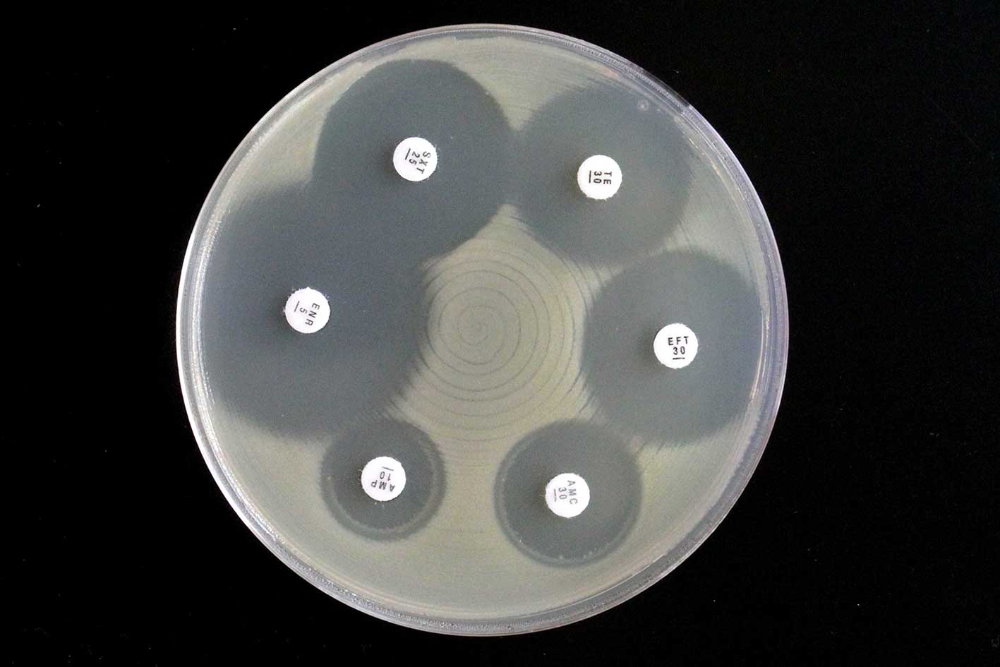 Antibiotic sensitivity test illustrating thin paper disks containing antibiotic placed on an agar plate with growing bacteria. Note the clear zone of inhibition, where bacteria growth around antibiotic disk has been inhibited. Photo: Pat Sheehan.