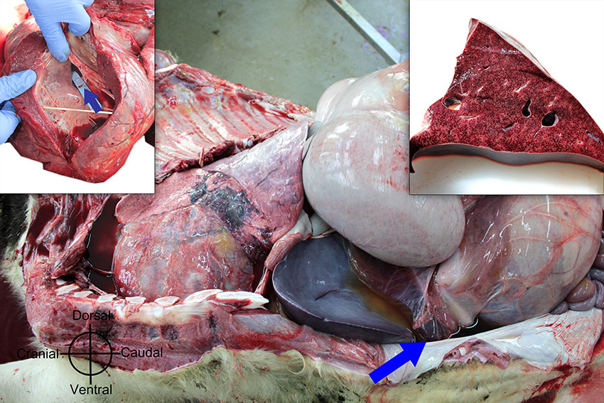 Septal defect. Enlarged liver, ascites (arrow) and pulmonary oedema observed in chronic passive congestion as result of a congenital ventricular septal defect (arrow in left inset). Right inset: Accentuated hepatic lobular pattern (nutmeg liver) due to chronic passive congestion. Photo: Cosme Sánchez-Miguel.