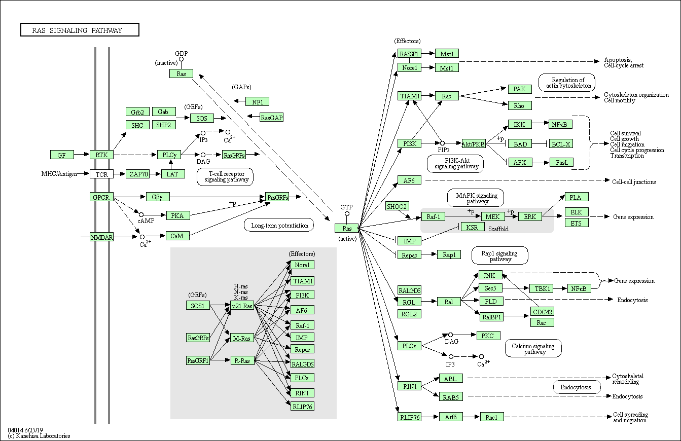 Ras Signaling Pathway