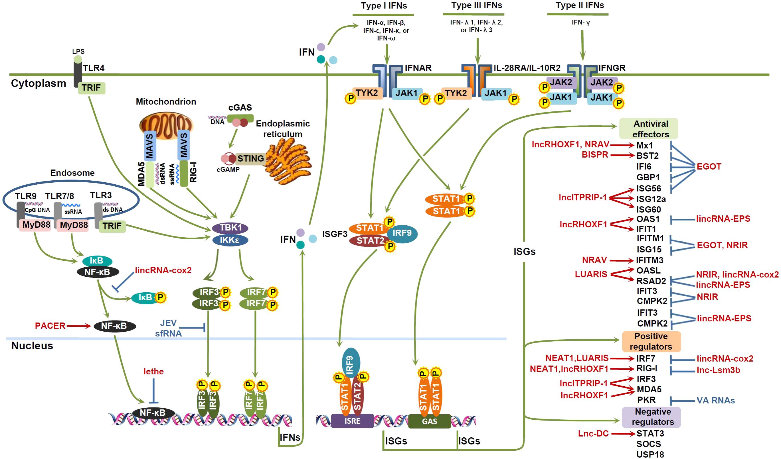 lncRNAs involved in the IFN antiviral response.