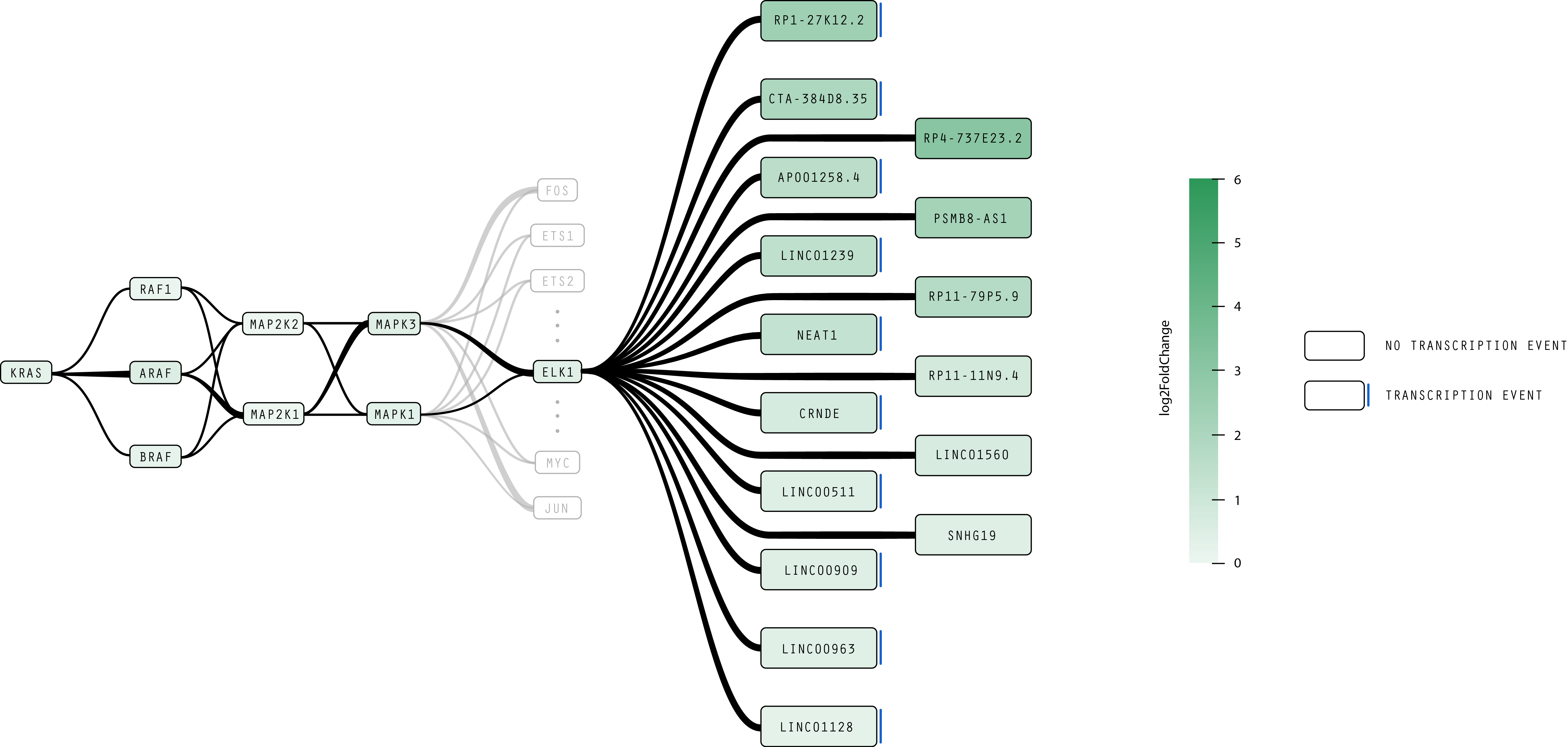 Redesigned RAS signaling pathway