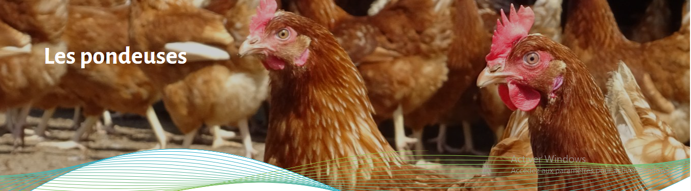 Image en pleine largeur