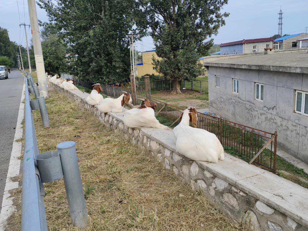 京密引水渠，村口发呆的羊