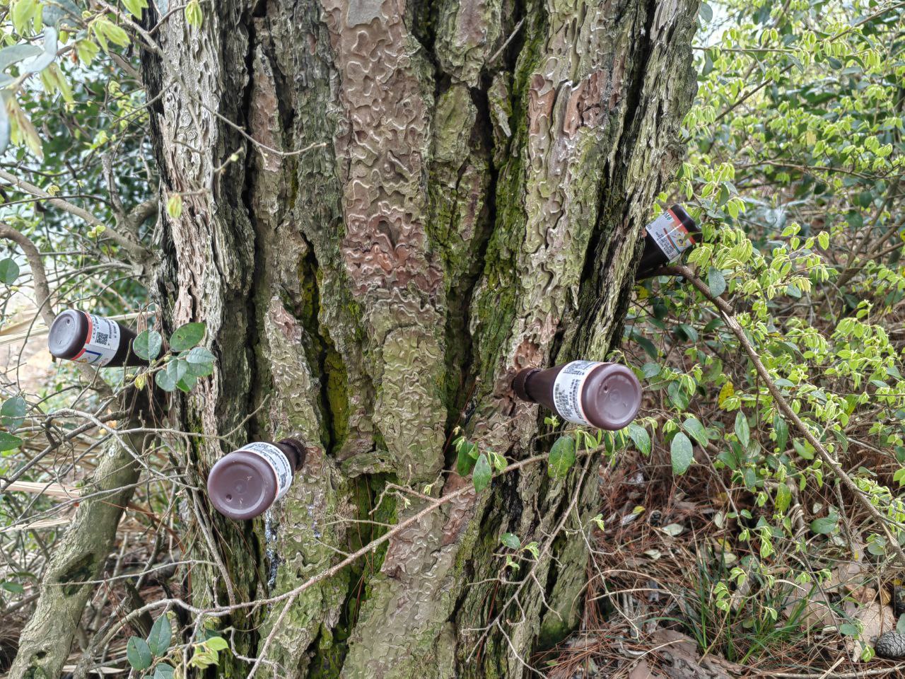 树上插了许多甲氨基阿维菌素苯甲酸盐，一种实用的杀虫剂