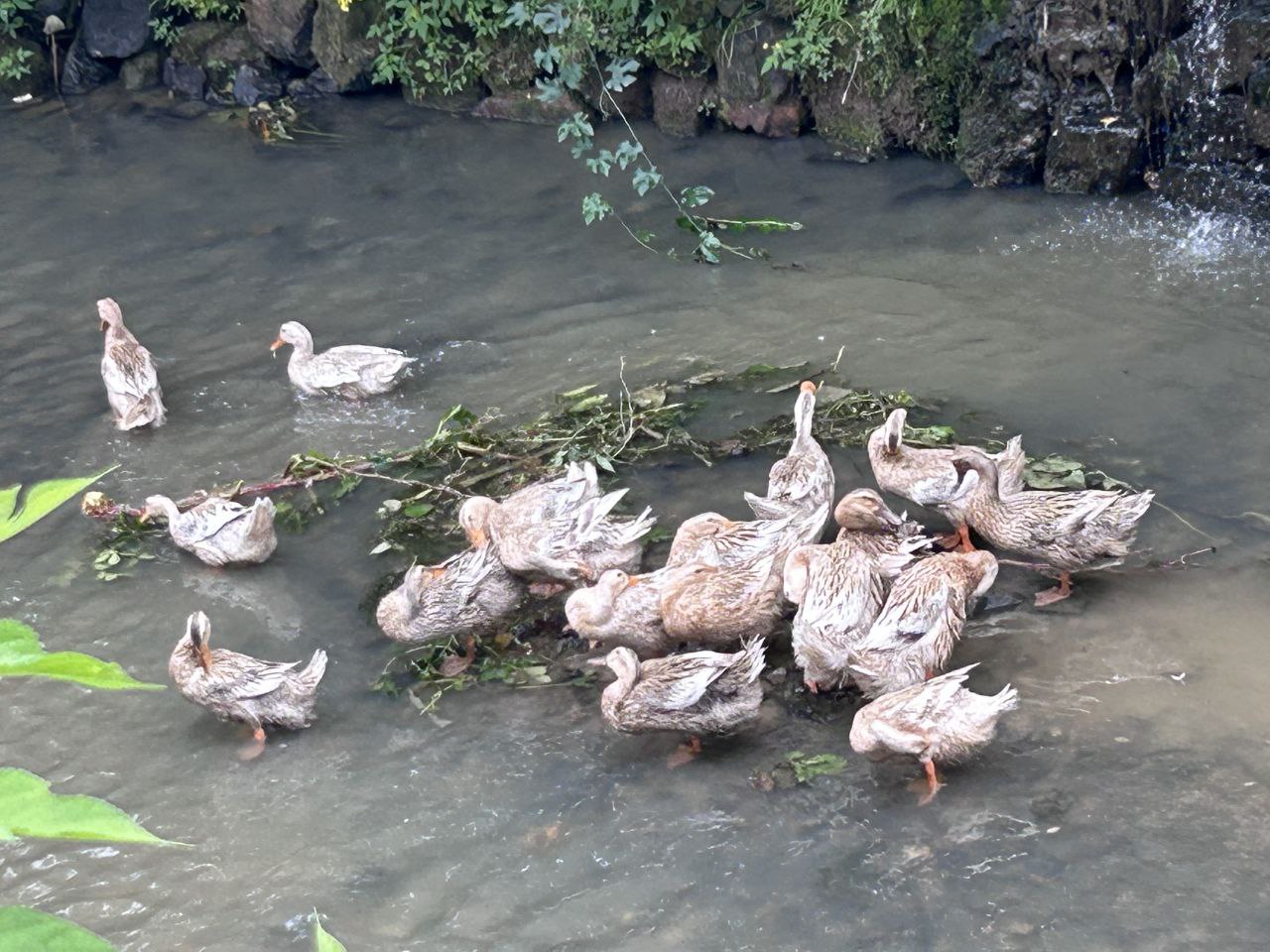除了零星的鸭子窜到河里，新安江上游已不可养鱼、排污，保护千岛湖水质的同时也带来了大量政府和旅游收入